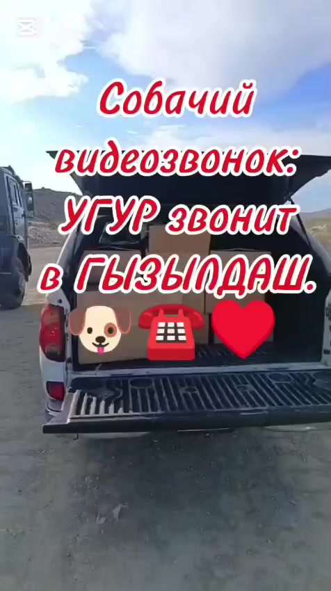 @Sahibsiz heyvanlara dəstək