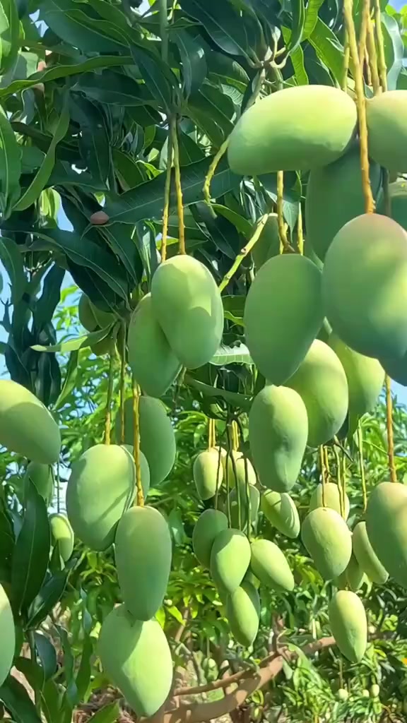 @𝐁𝐈𝐒𝐇𝐍𝐔 𝐃𝐄𝐕