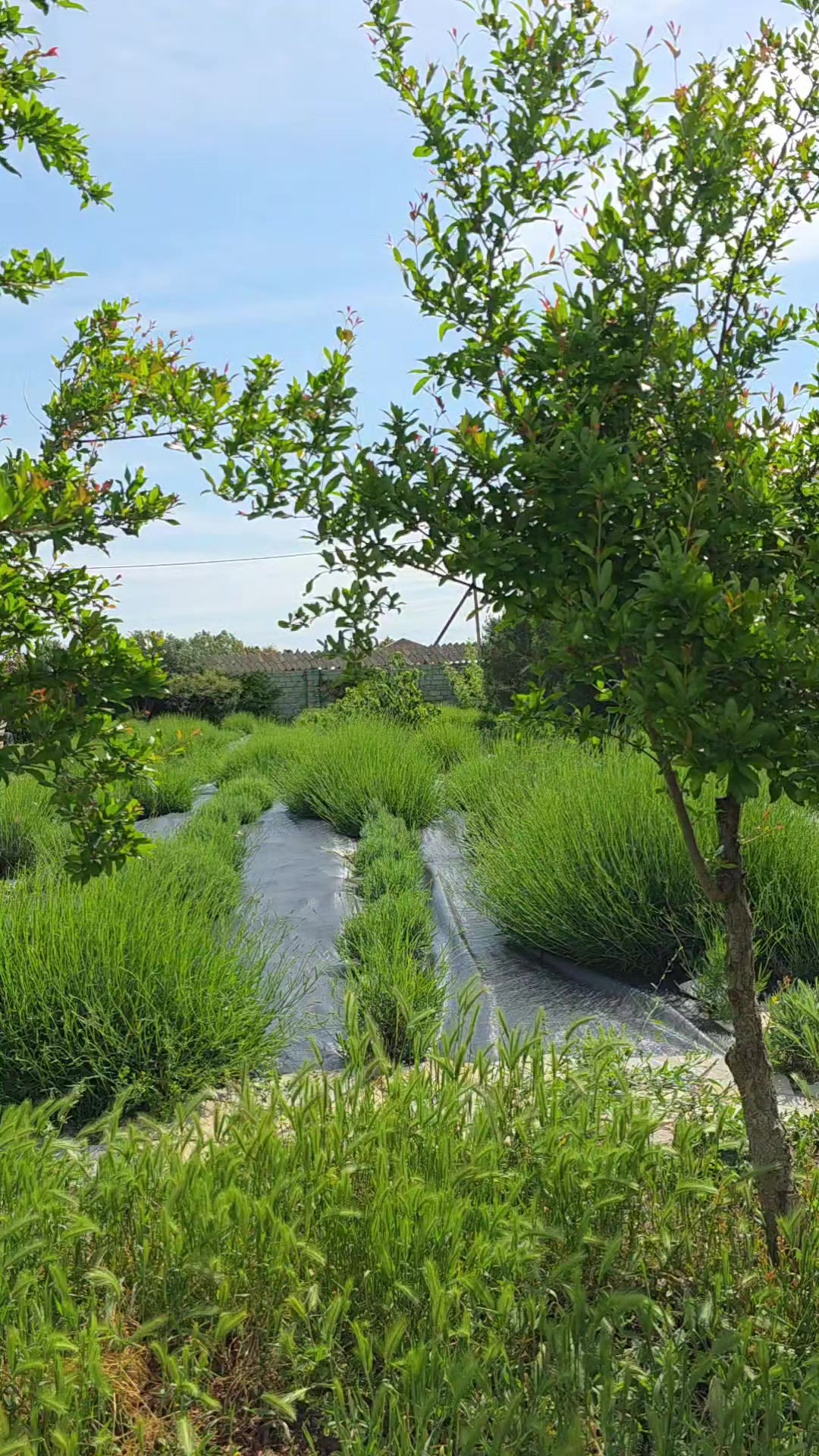 @Aria Lavender