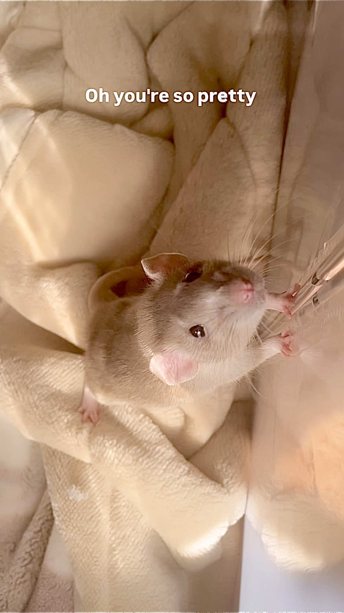 @RatsHaveFeelingsToo