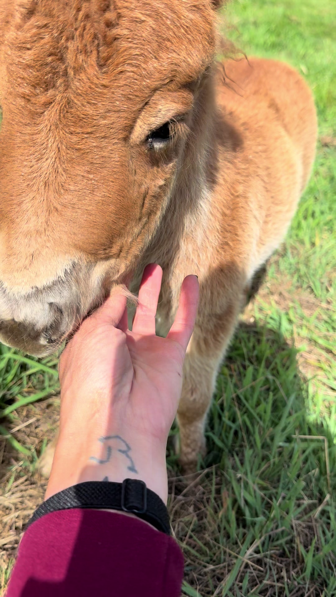 @chrissy.animal.life