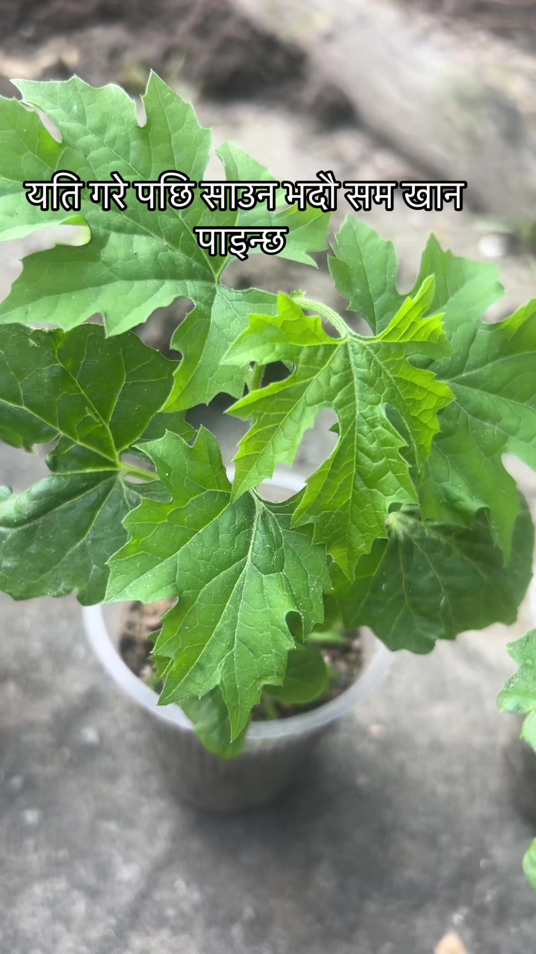 @kamala poudel