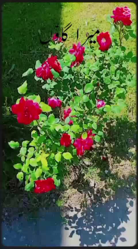@انجان لڑکی