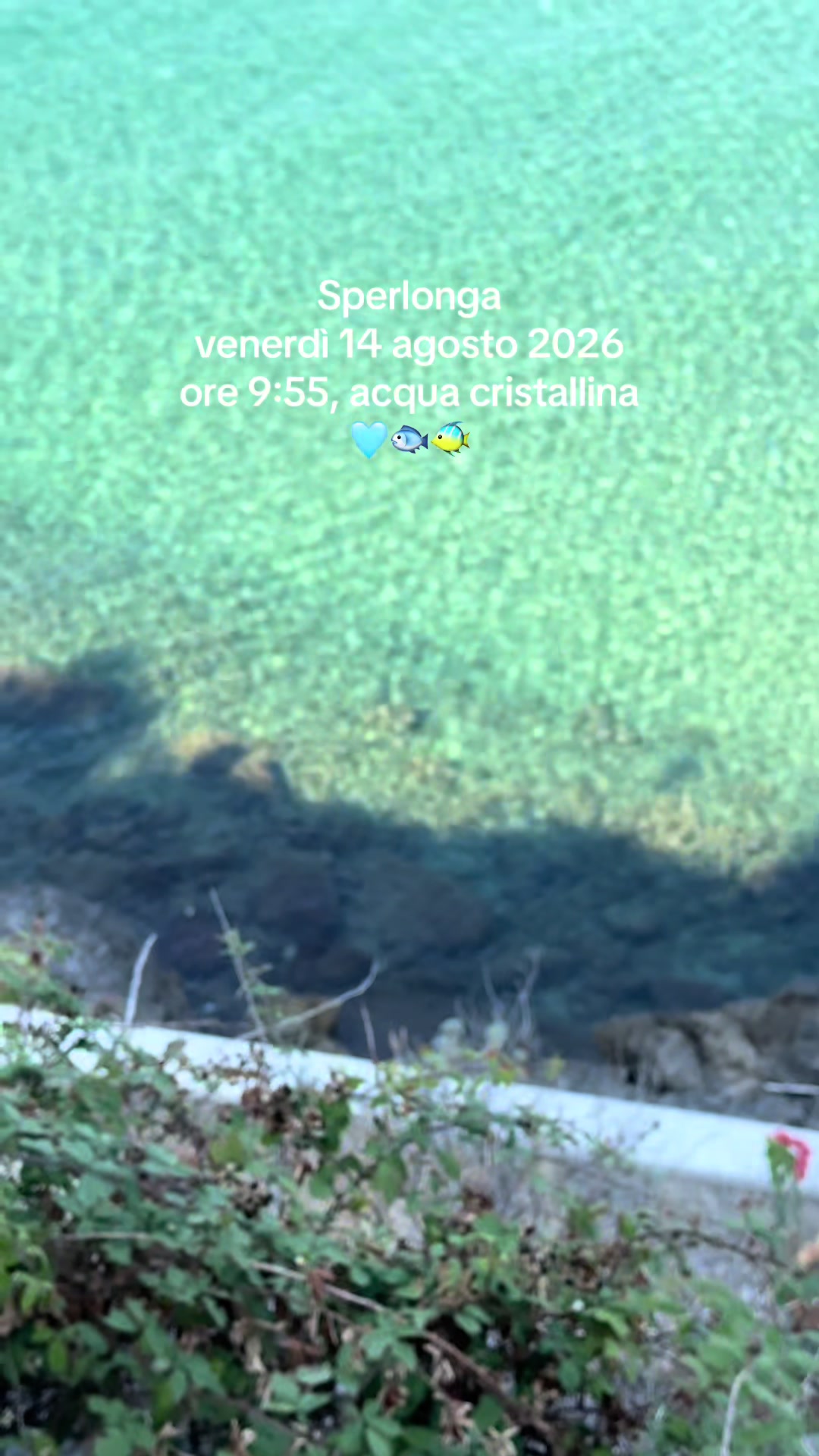 @Sperlongalive 💛