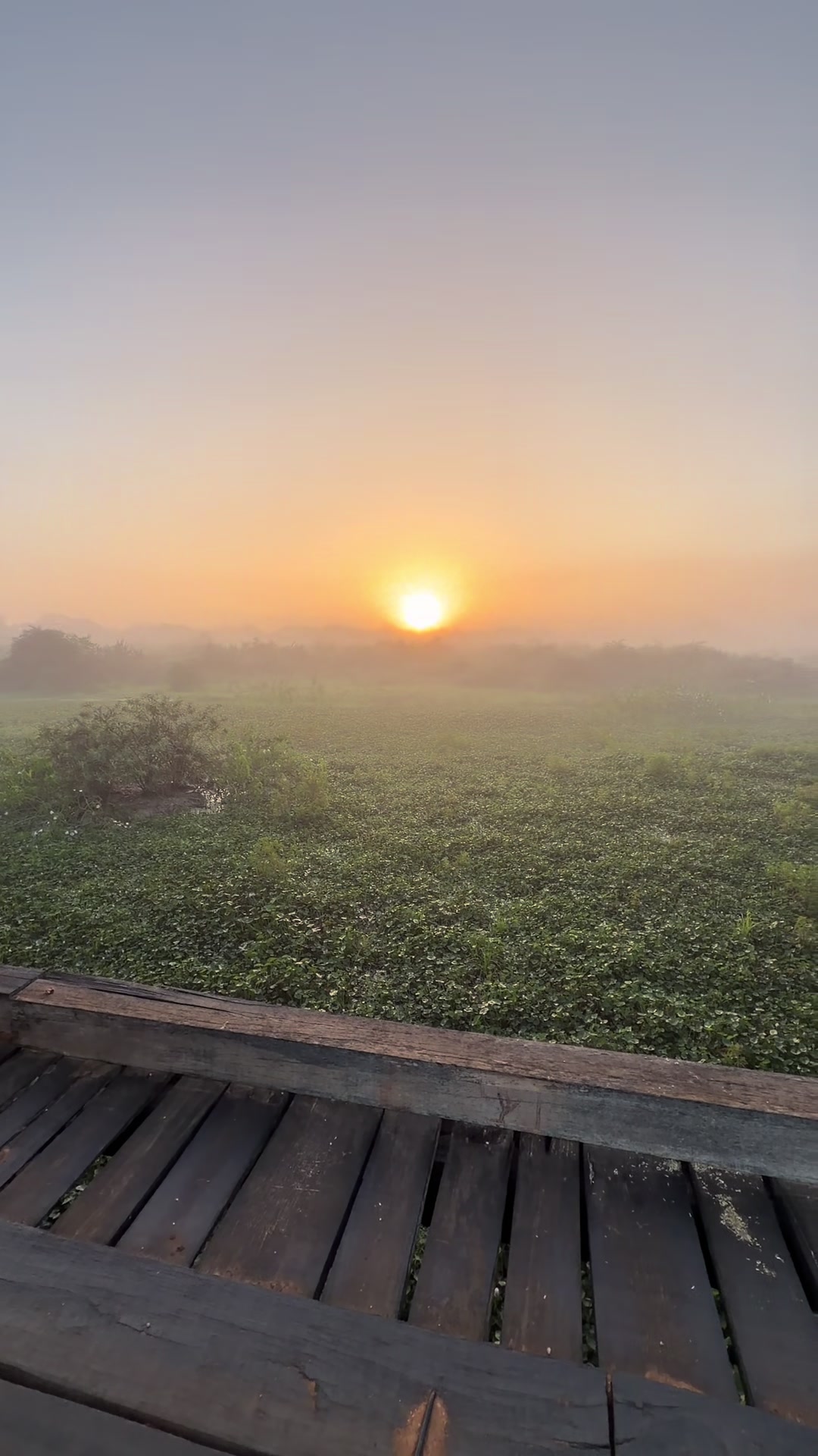 @Pantanal Brazil Safaris
