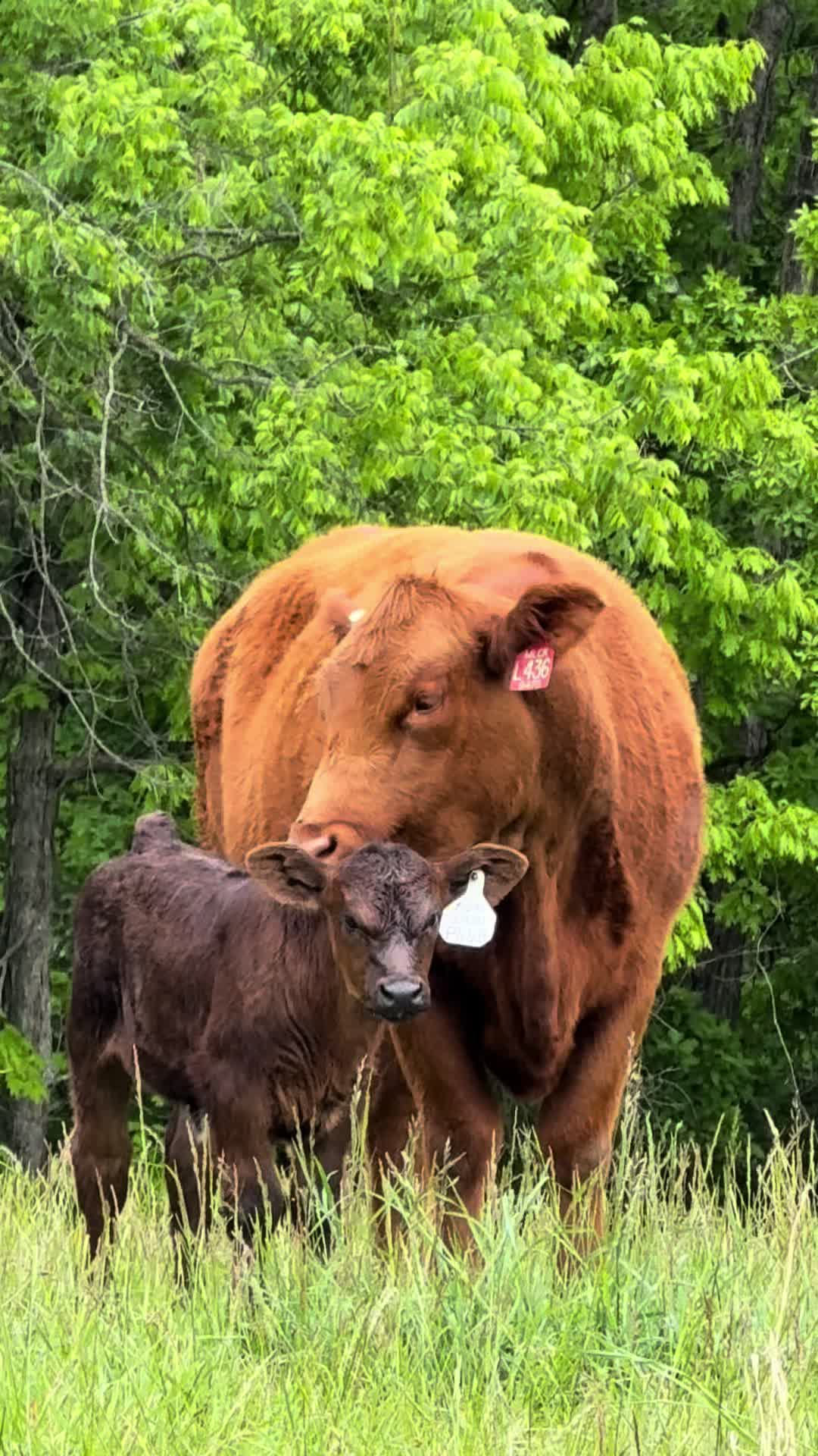 @Massey Land & Cattle