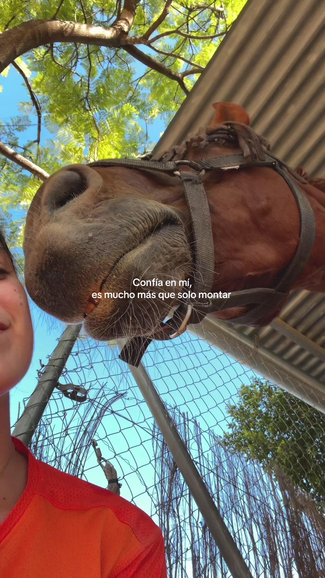 @MyHorse