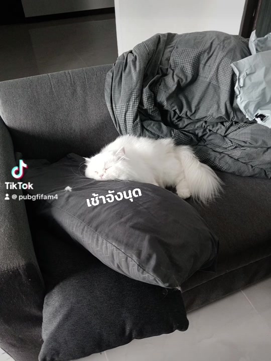 @แมวโง่