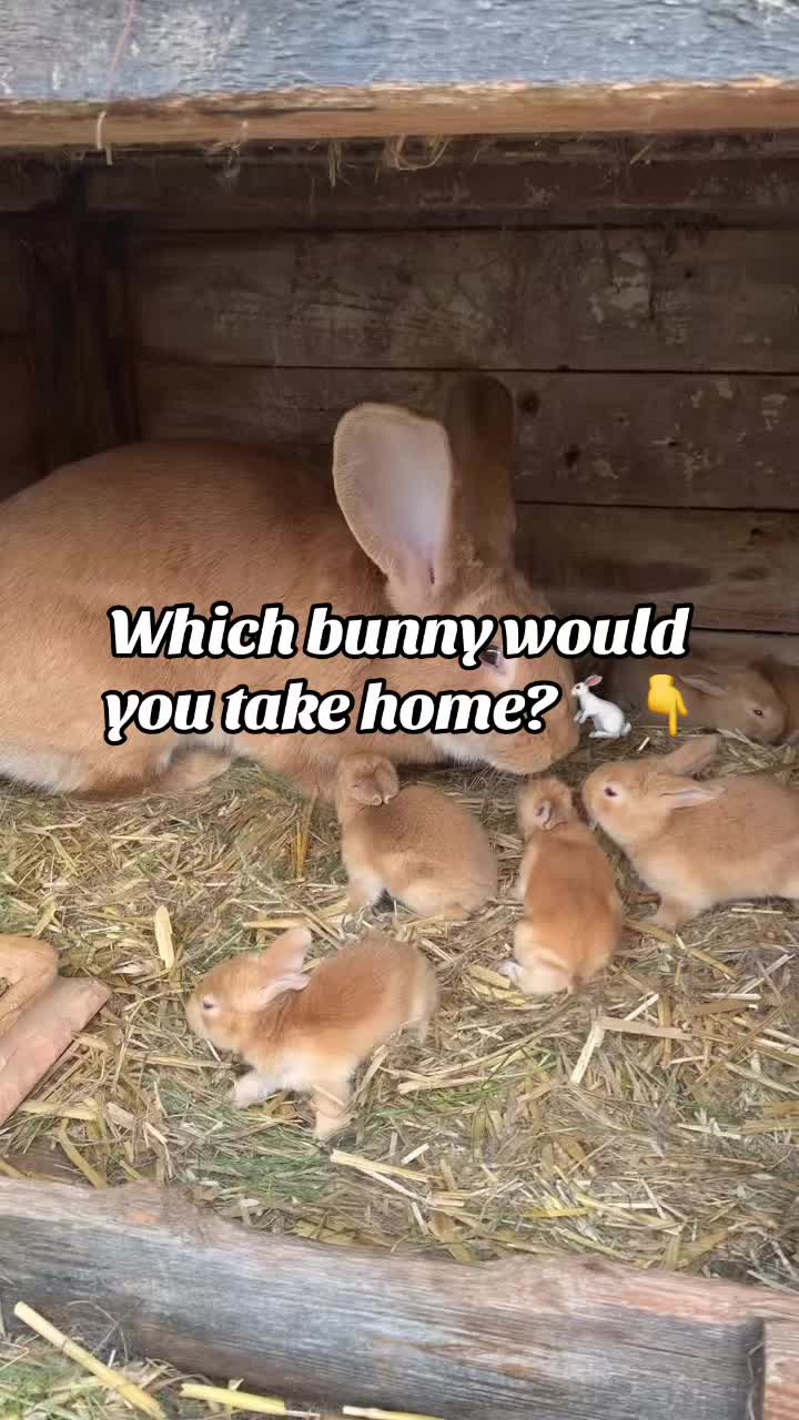 @Live stock animals ๐ชฟ๐๐๐๐ฅฌ