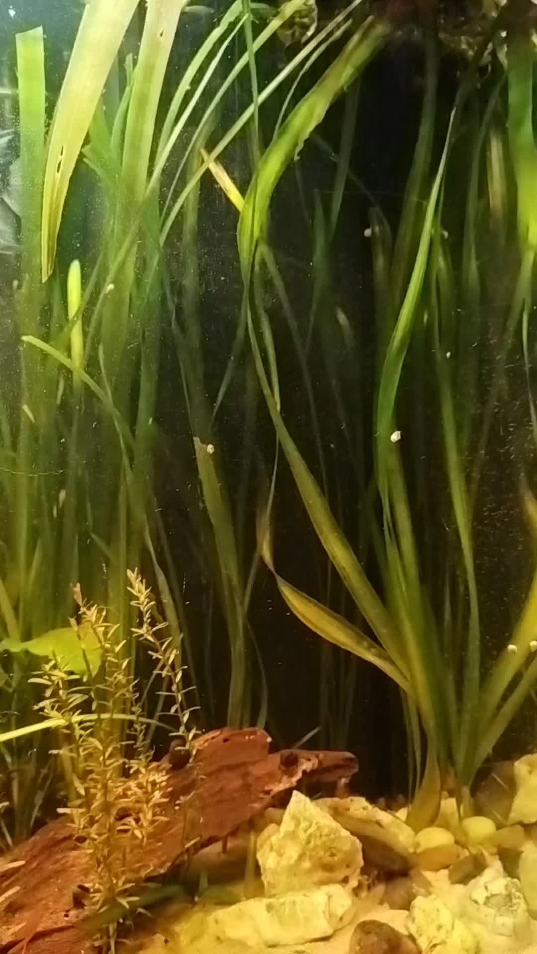 @Joker,s Aquarienwelt
