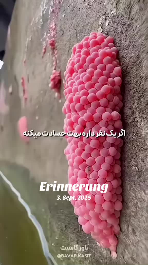 @bavar__kasit__1
