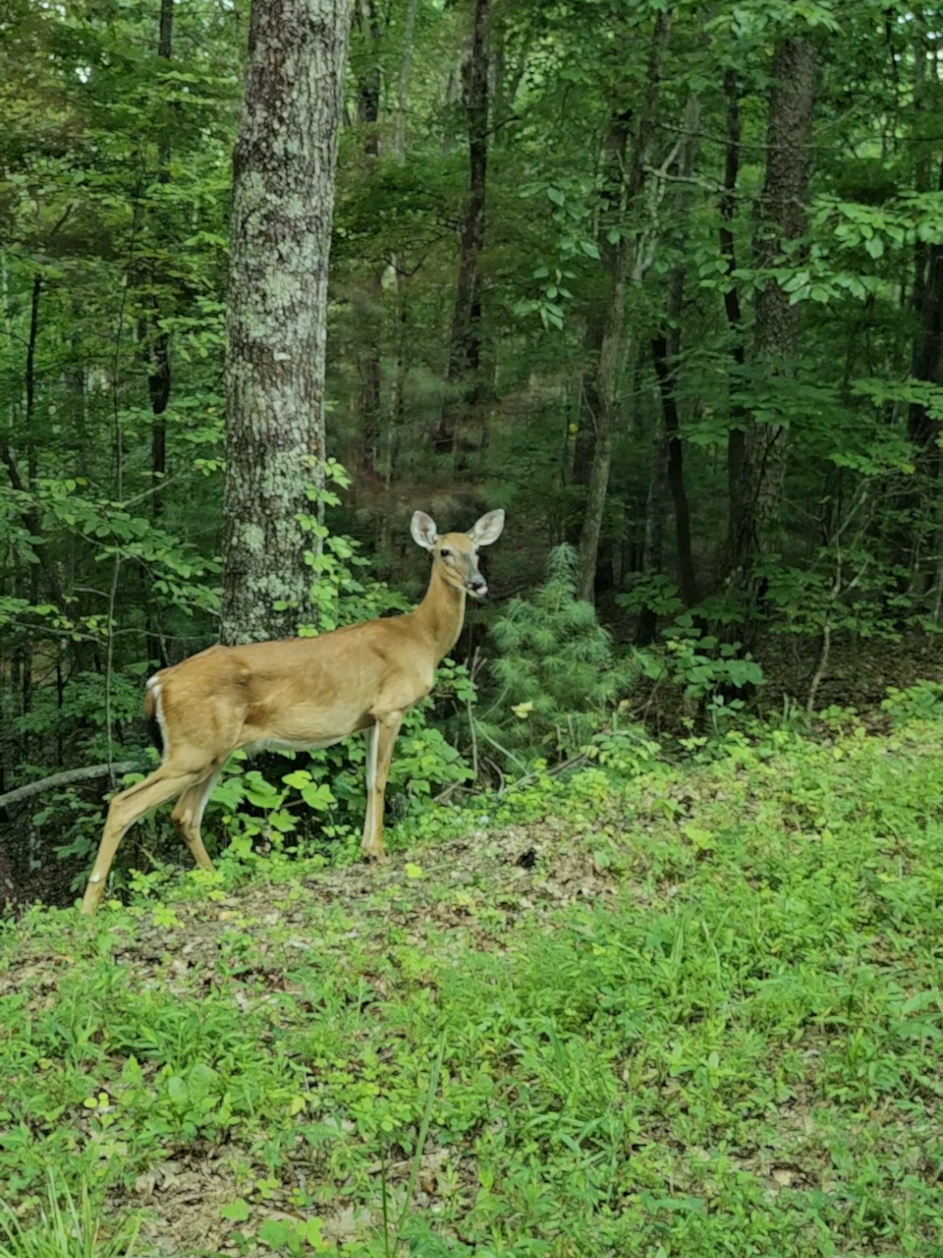 @Cozy Cabin☆Blue Ridge GA