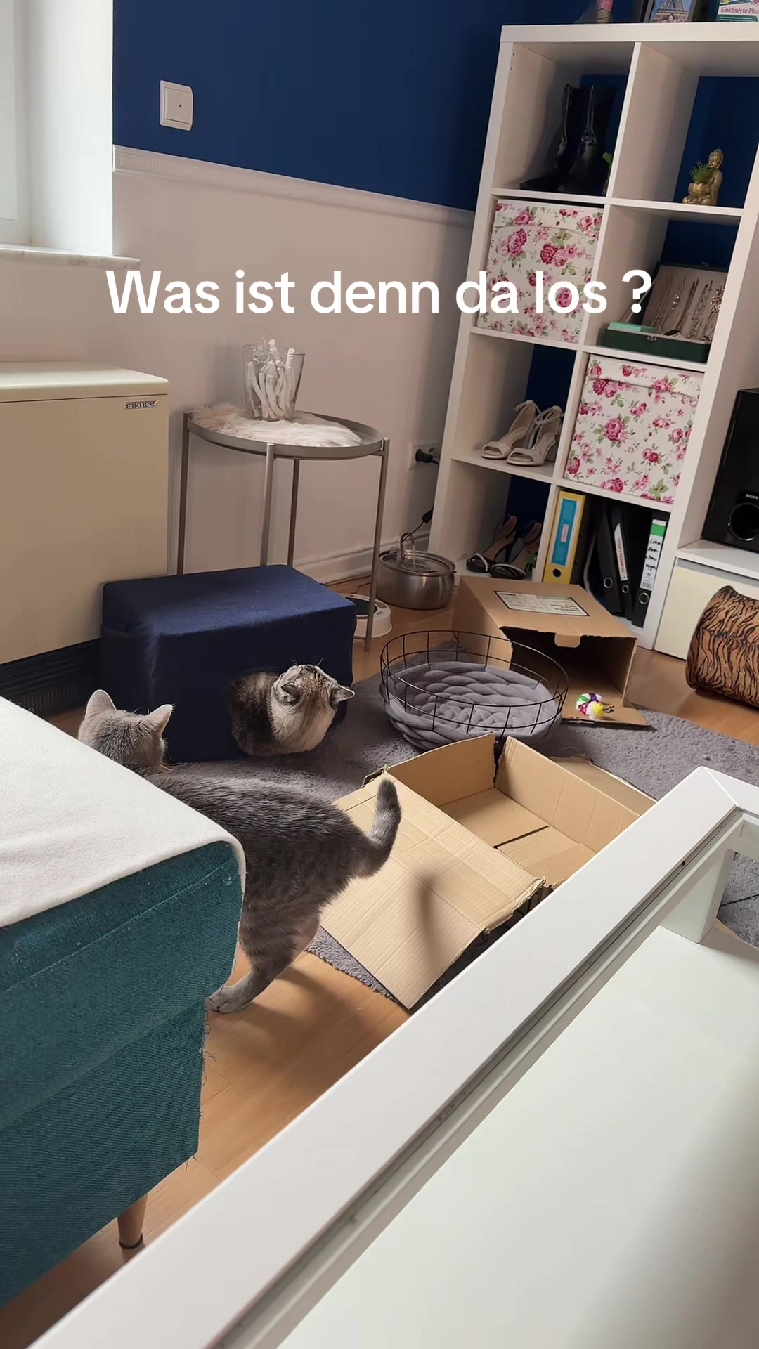 @miabalou.daily