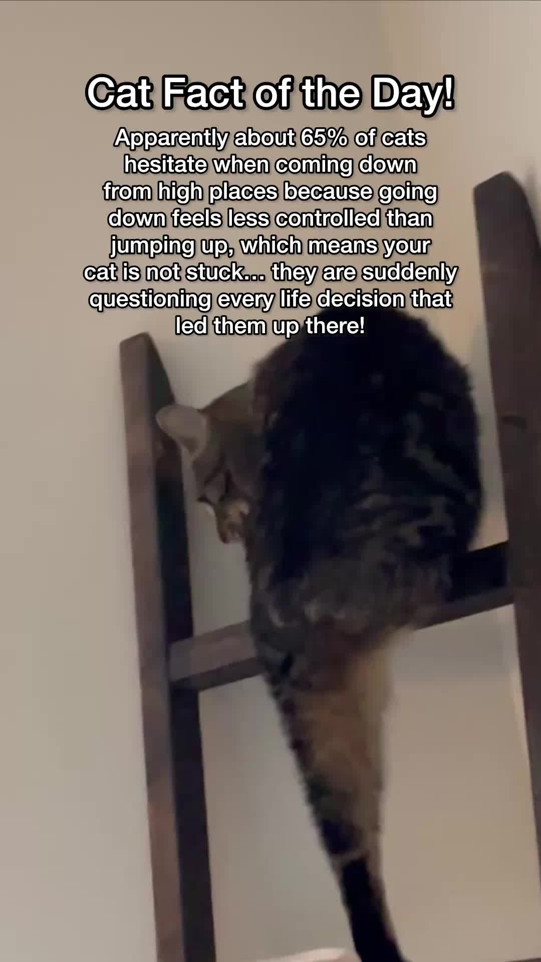 @Chip The Manx