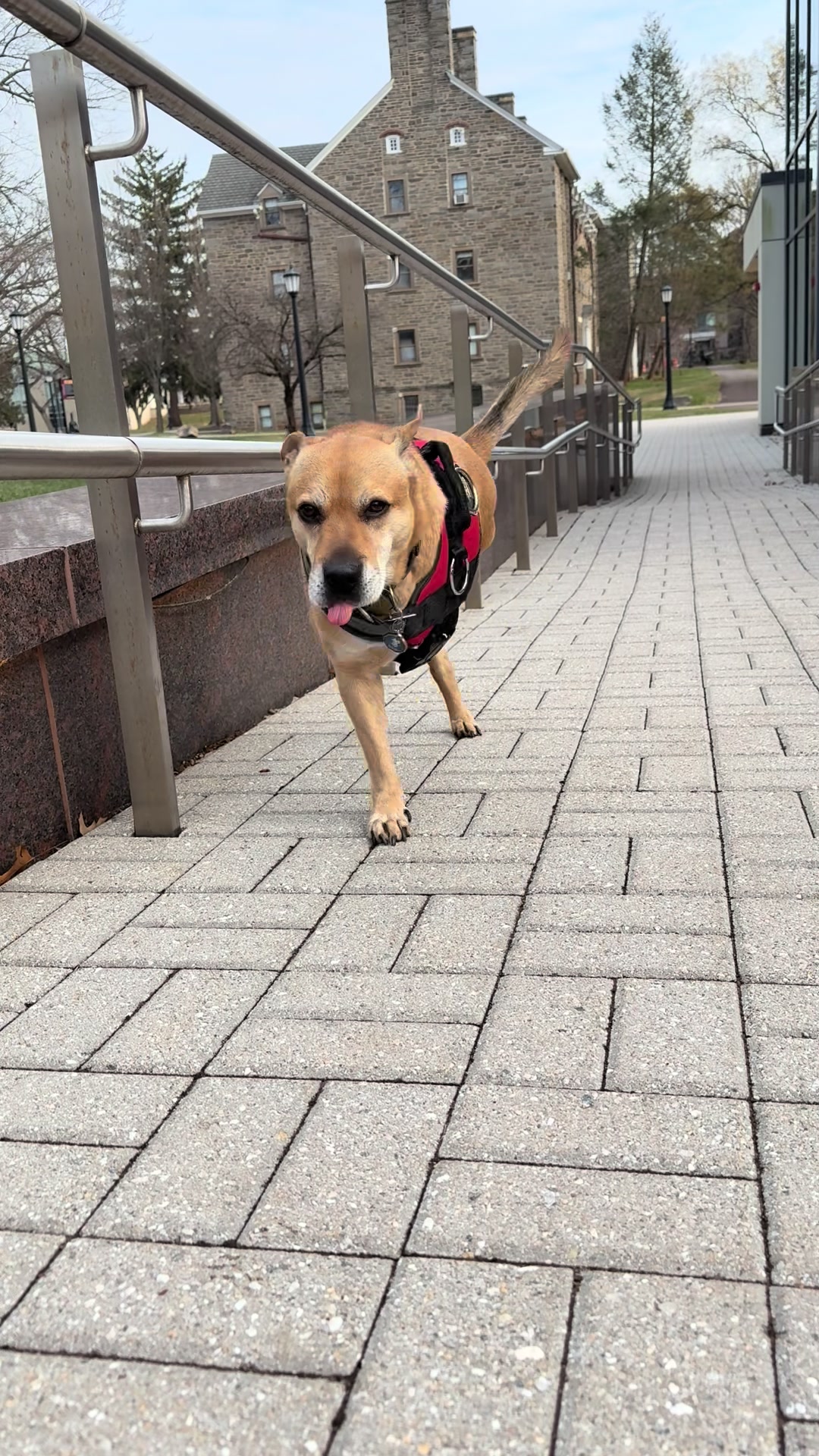 @2legdogs