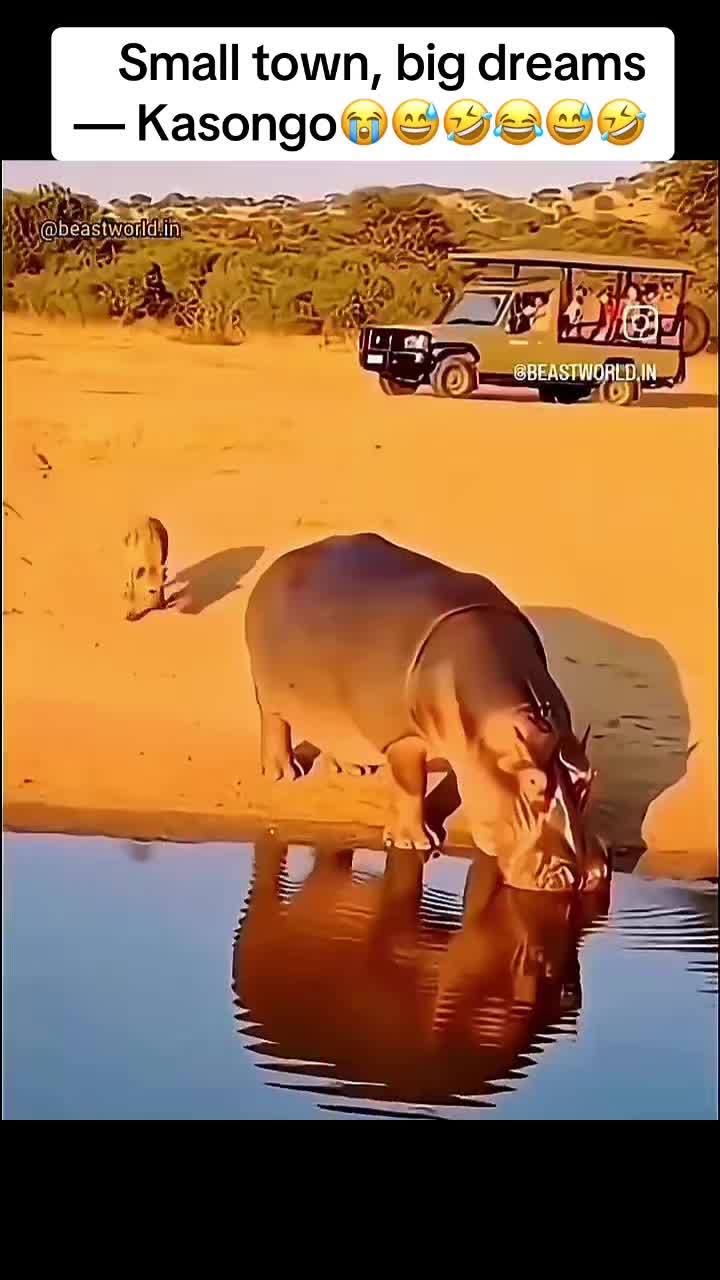 @Roi De la Jungle
