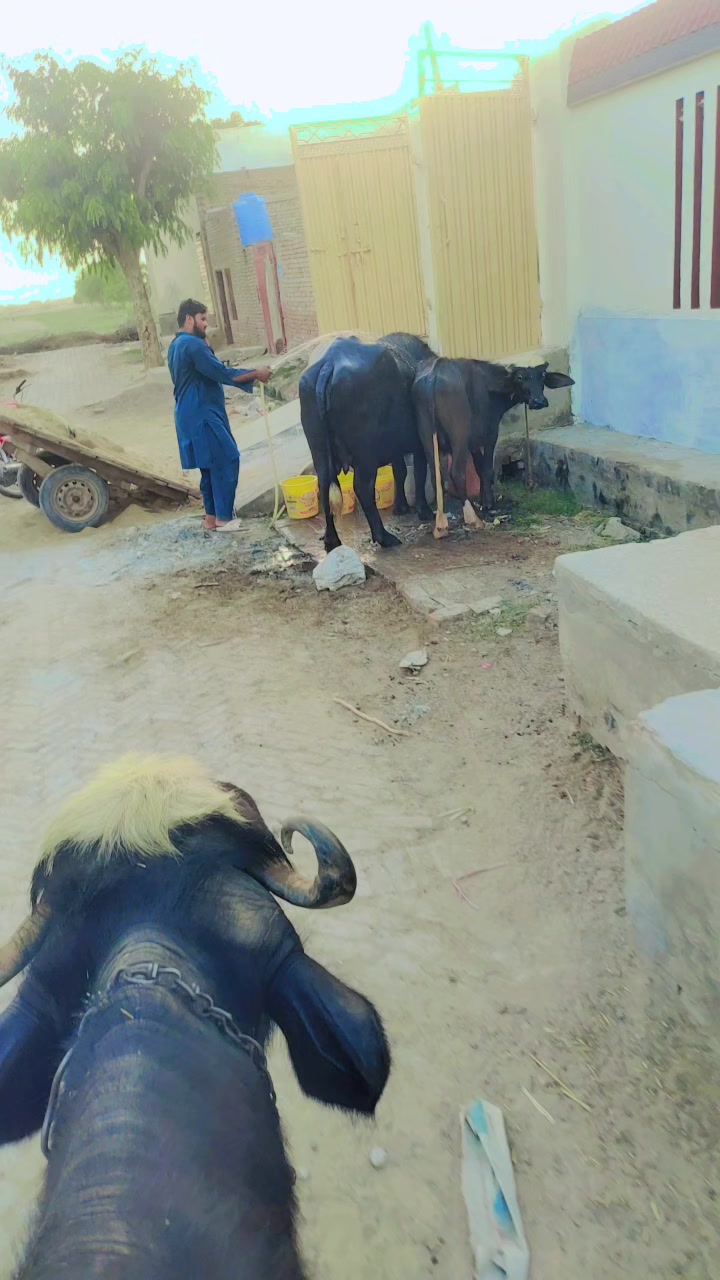 @حماد بھٹی
