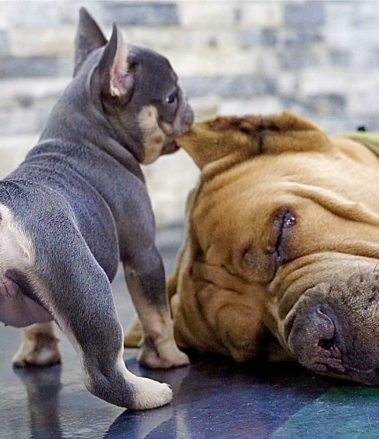 @The Bulldog Breeder
