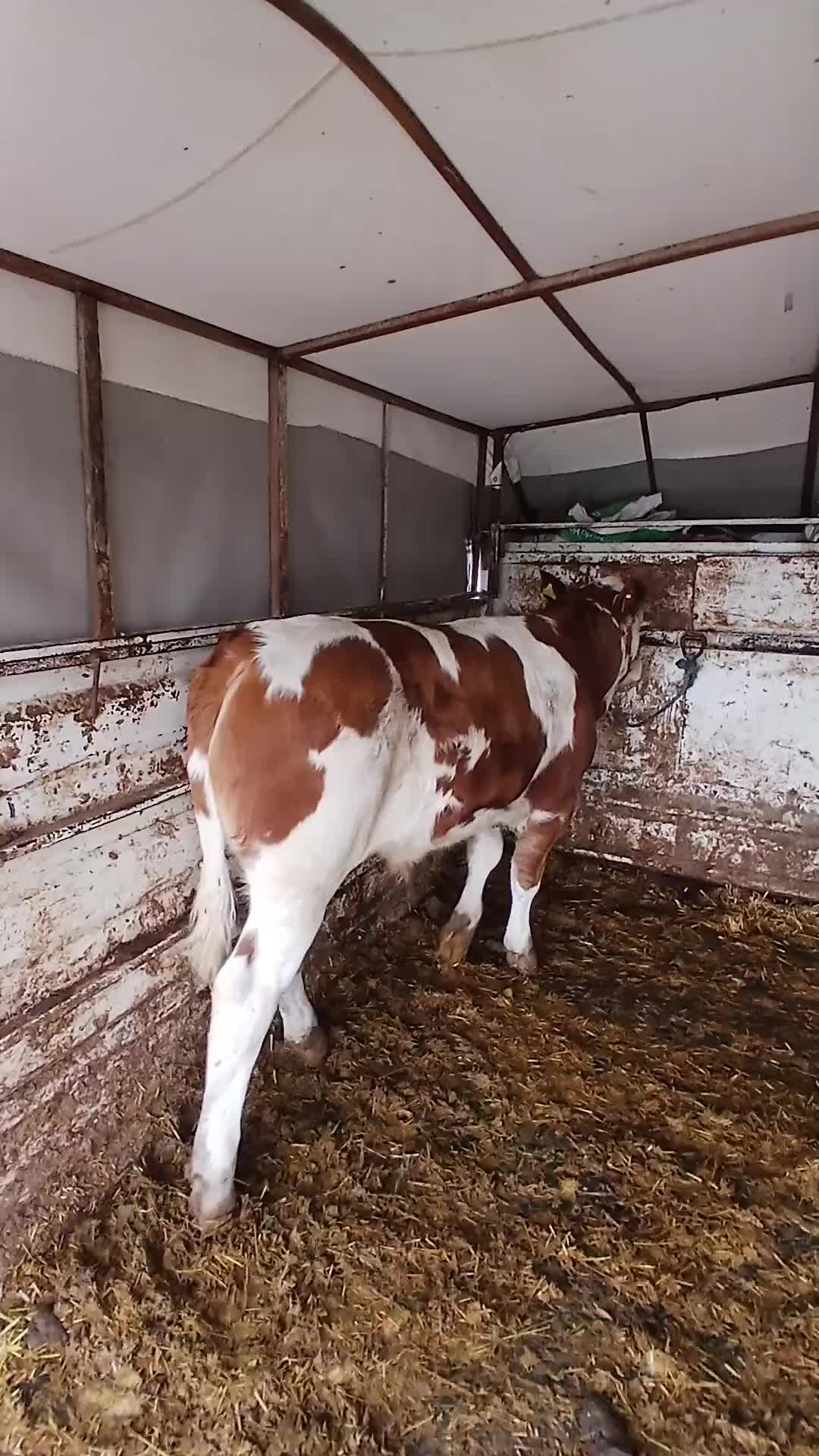 @COŞKUN HAYVANCILIK ÇORUM 19