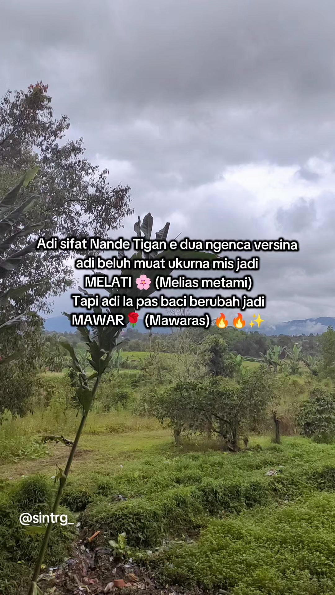 @Sintatarigan