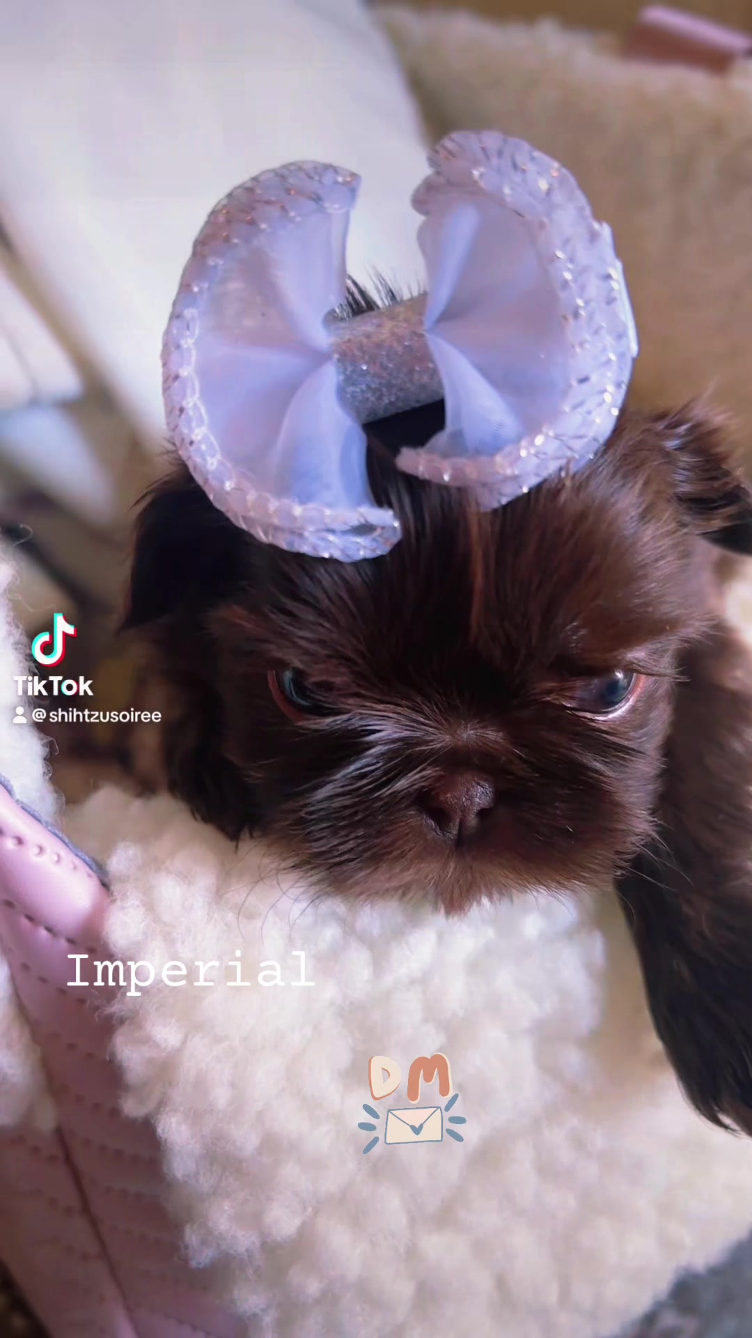 @SHIHTZU SOIRÉE