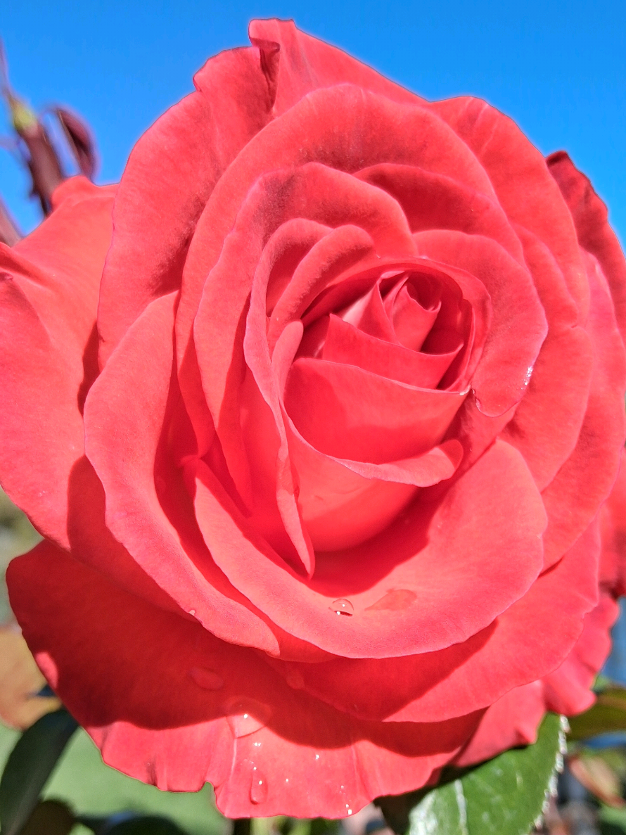 @RoseGardenMT
