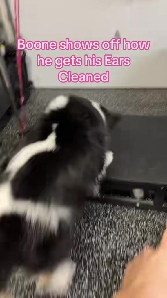 @thatweirdanimalgirl