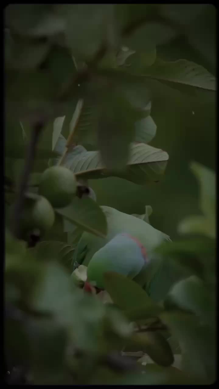 @Ēçhö