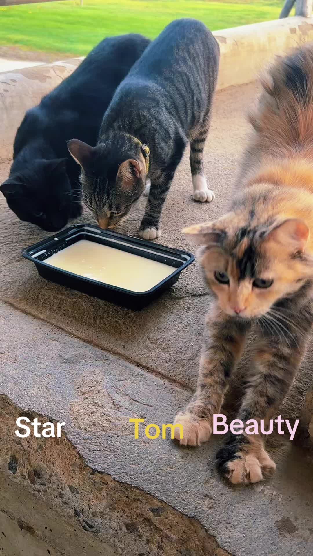 @Amri Gatitos