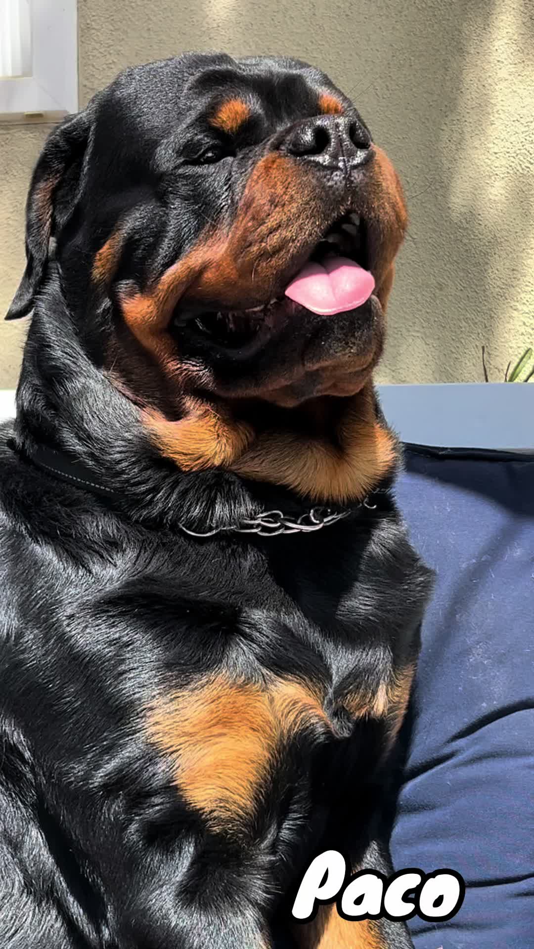 @pacotherottweiler