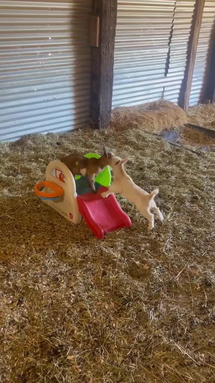 @WollamFarm