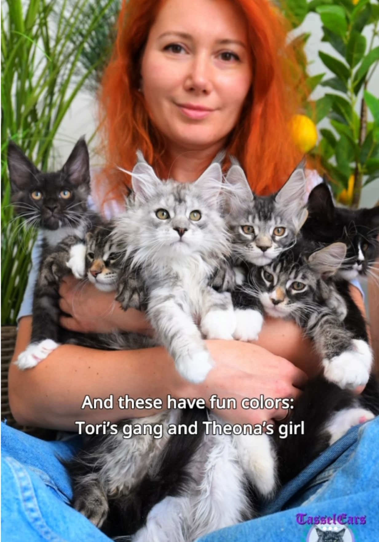 @Tassel Ears Maine Coon Cattery