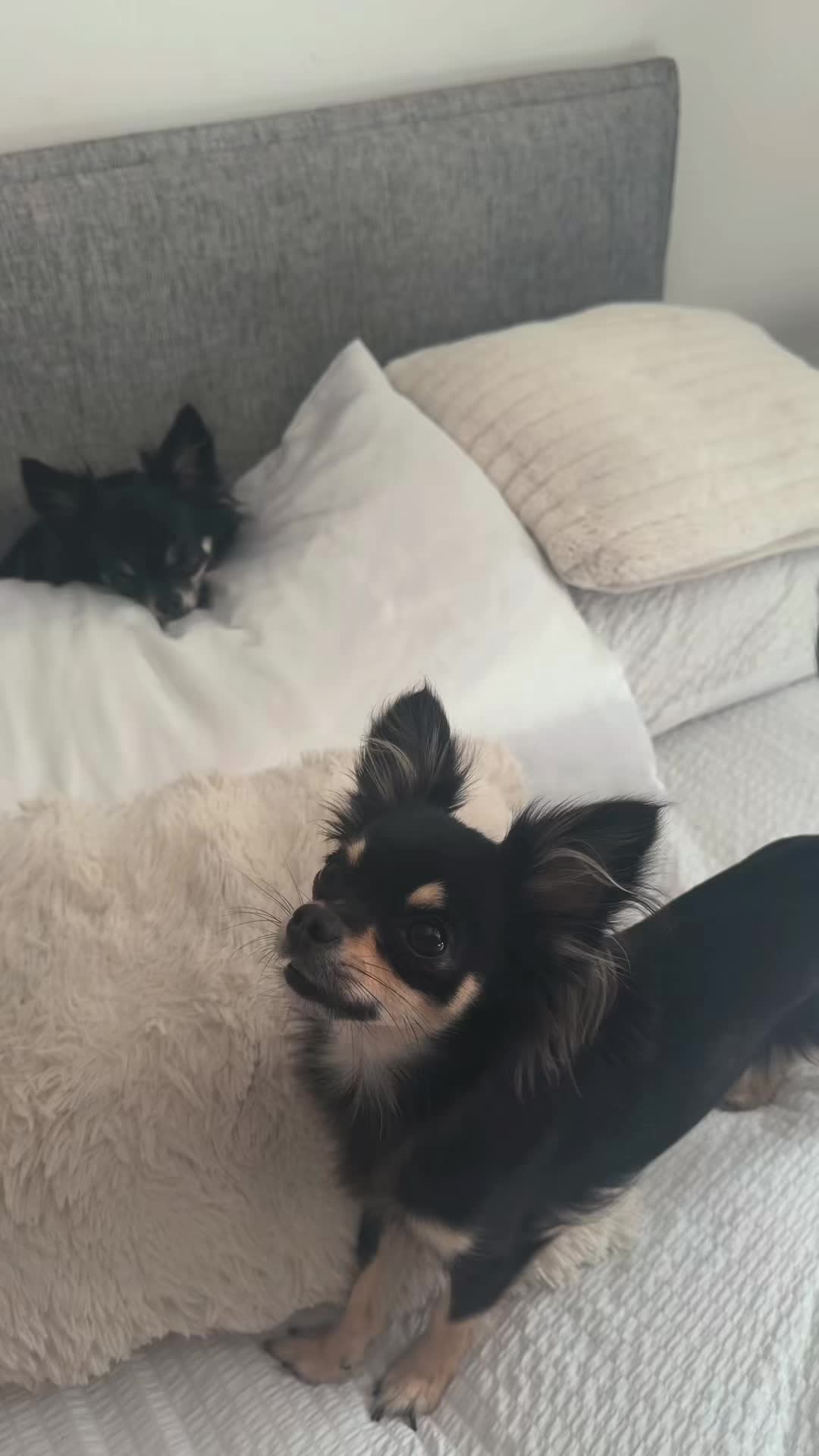 @tiktok-Taco Bell 🛎️