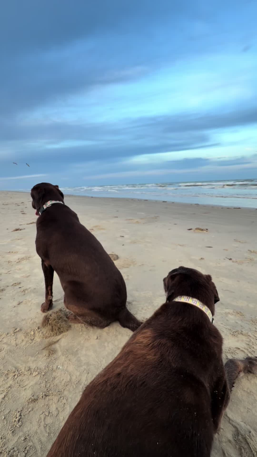 @Roman The Beach 🐾