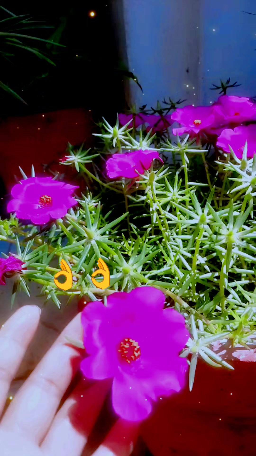 @sushila