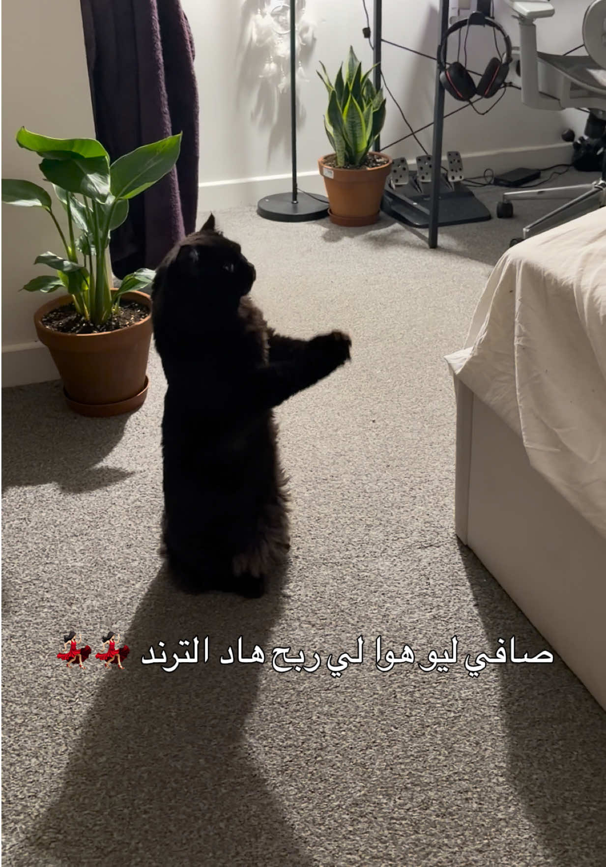 @amal:)
