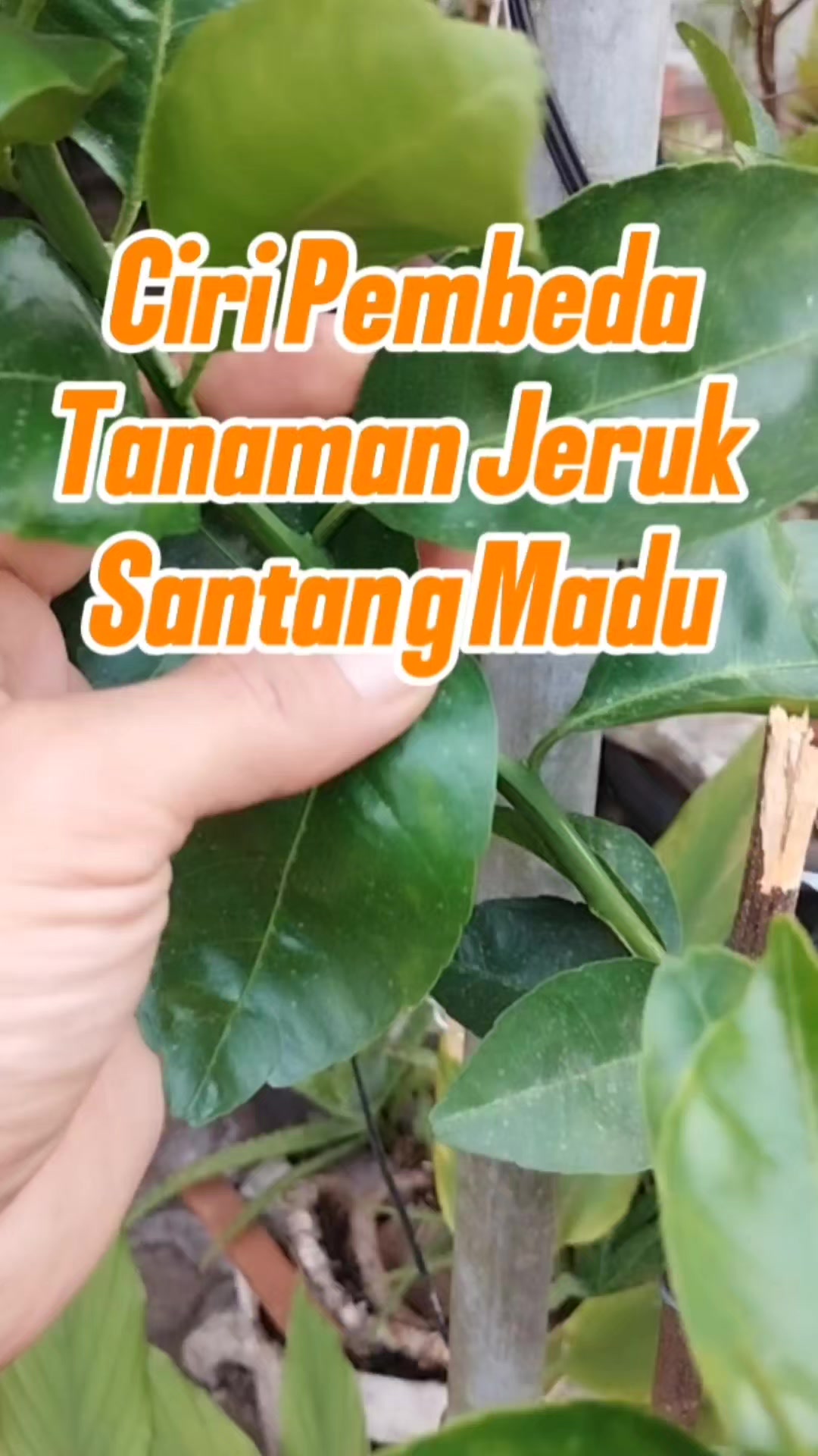 @Bukit Farming