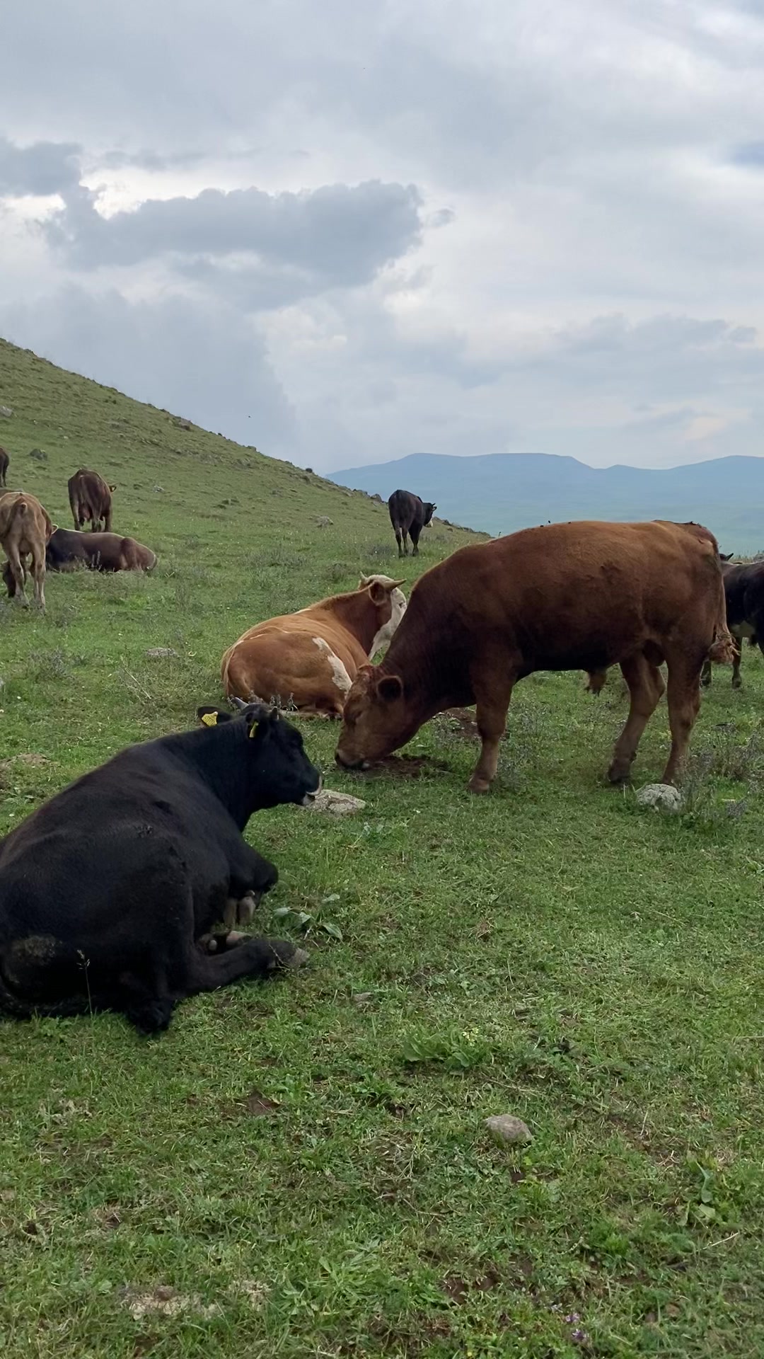 @doğukan