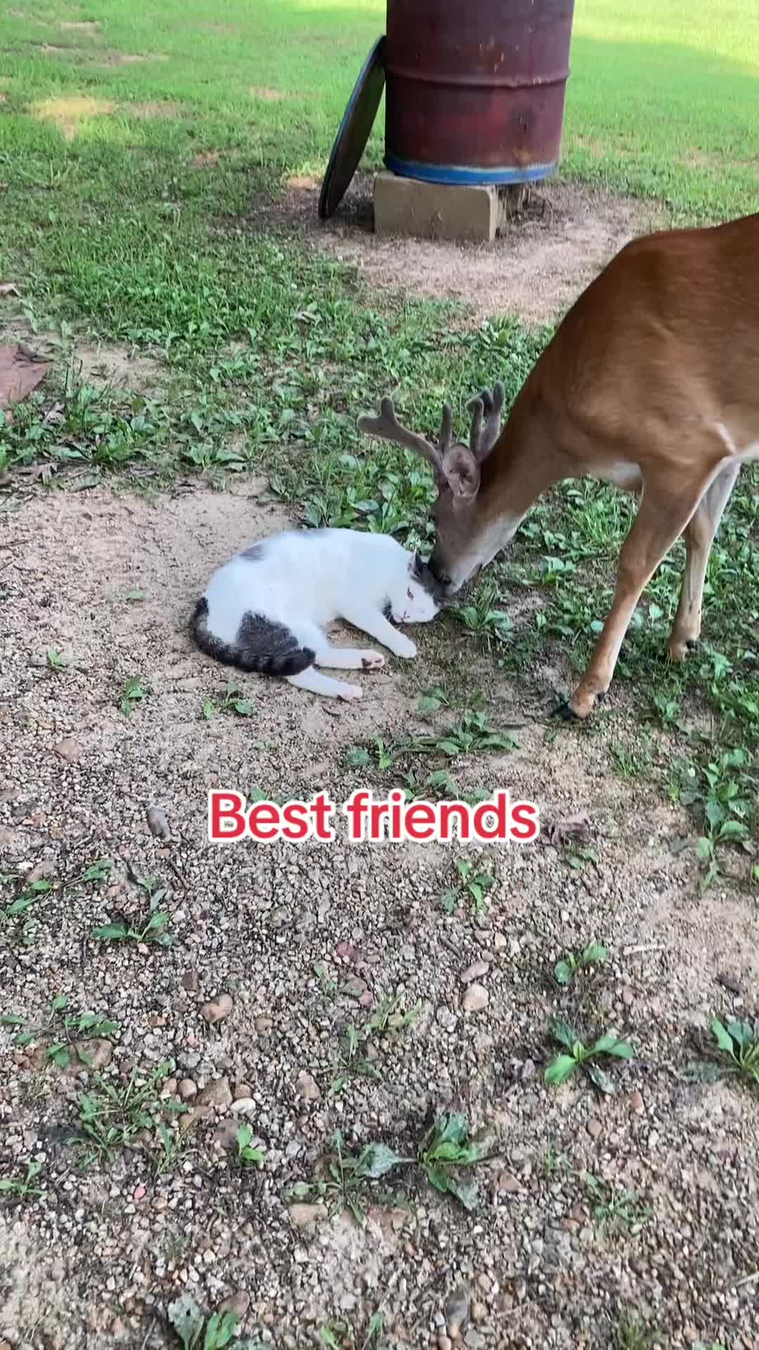@MrAnimalRescuer