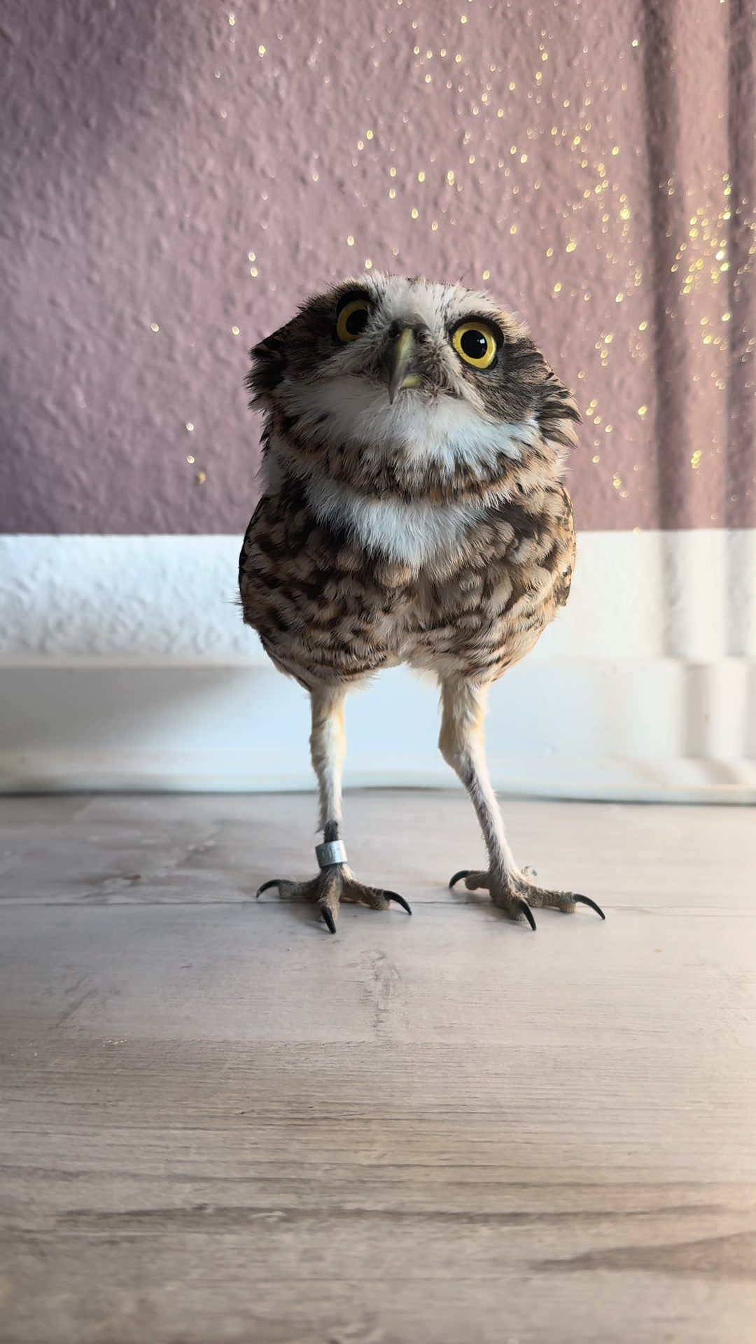 @Kreischhuhn Karma 🦉