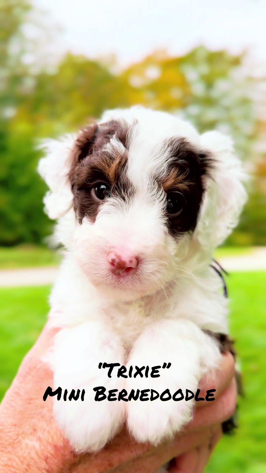 @Rocky View Bernedoodles 🇨🇦