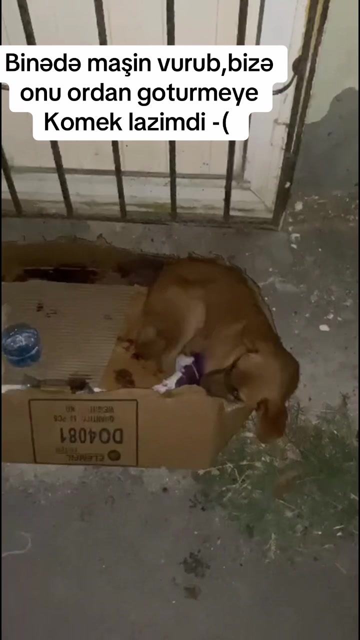 @animals_777