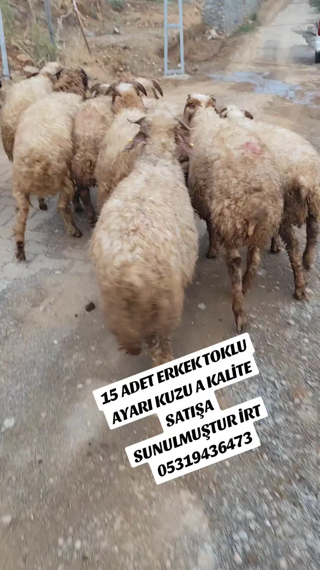 @ADAKCI CUMA