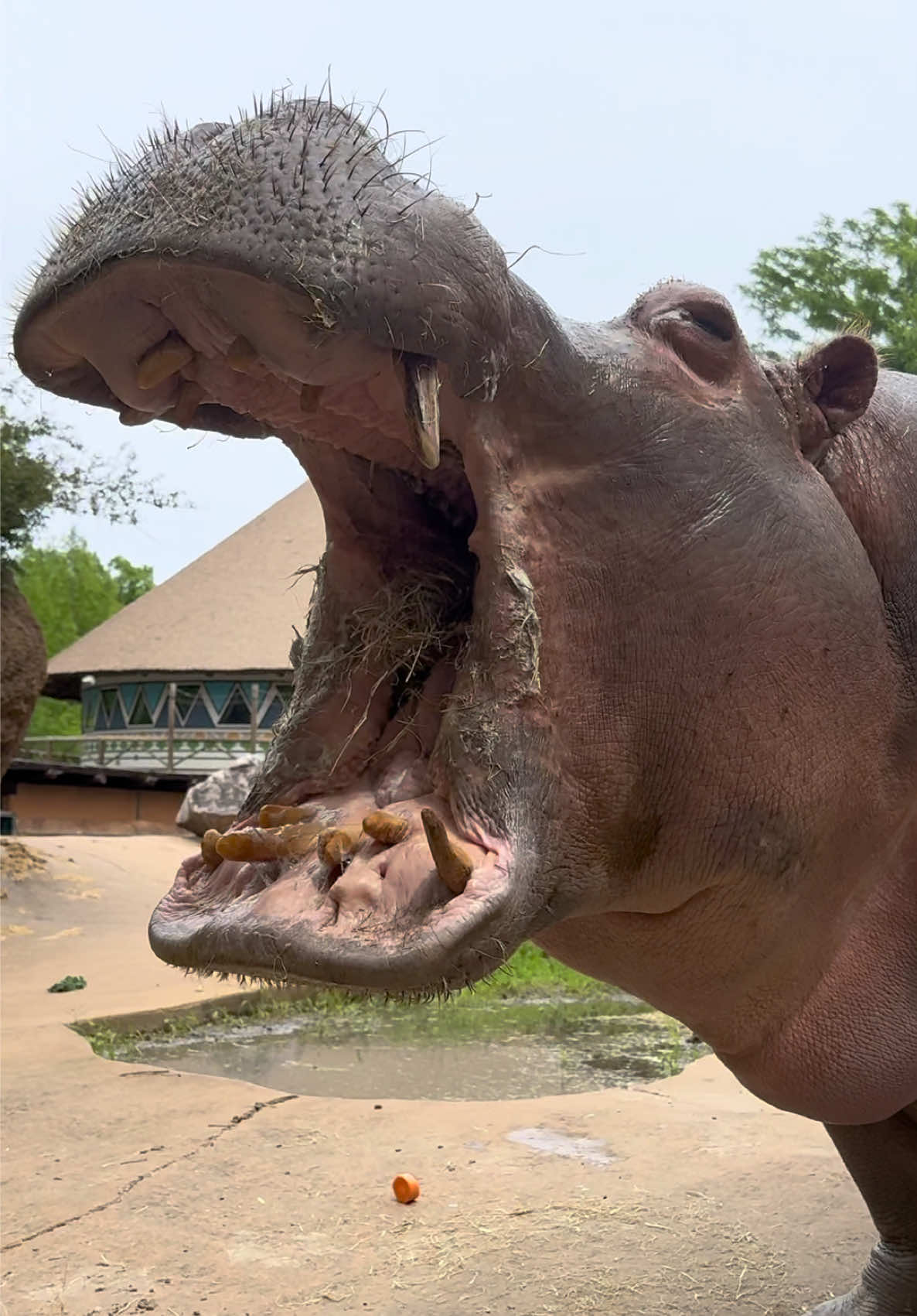 @memphiszoo