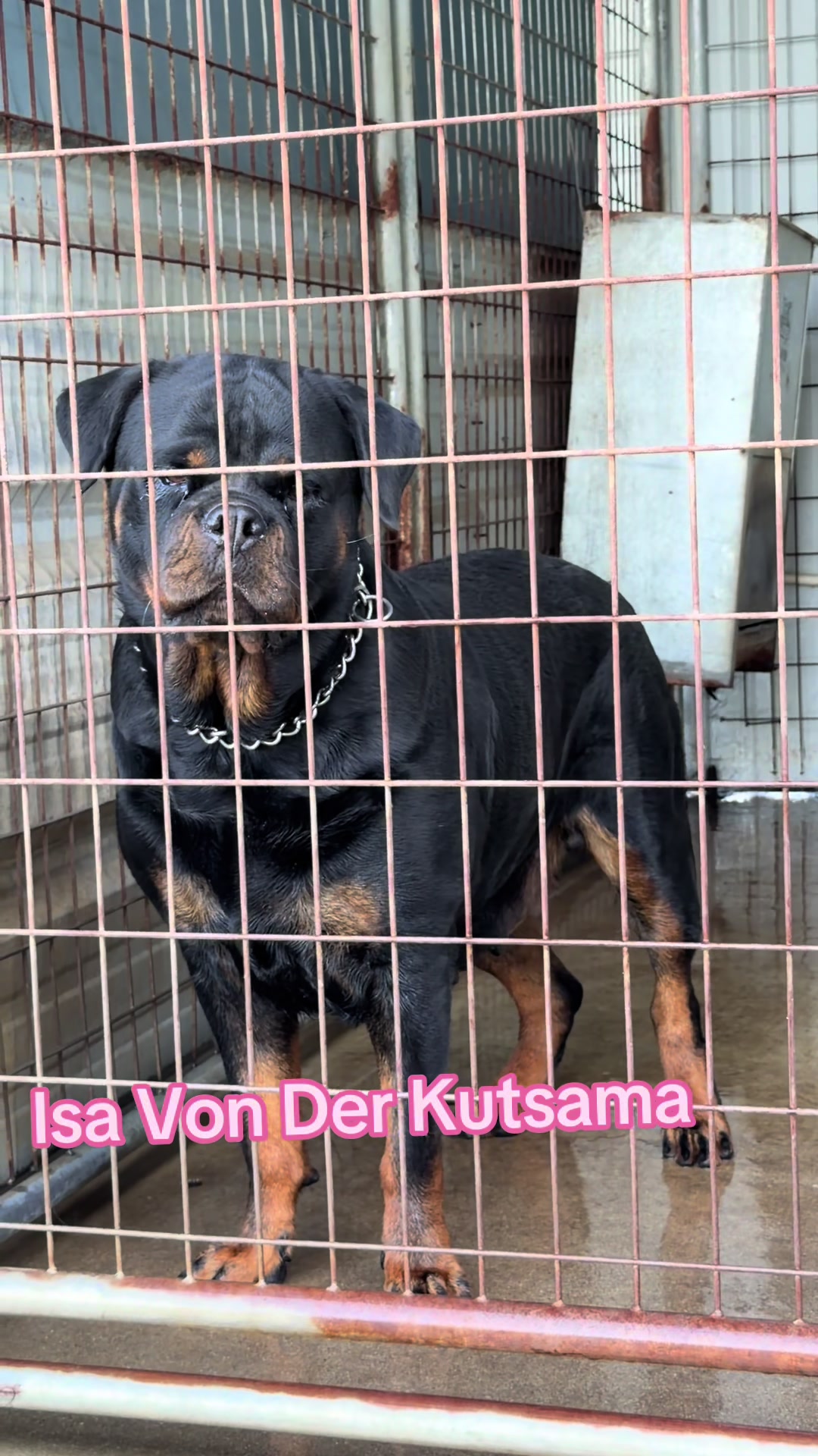 @✨VON DER MUÑOZ ROTT’S✨