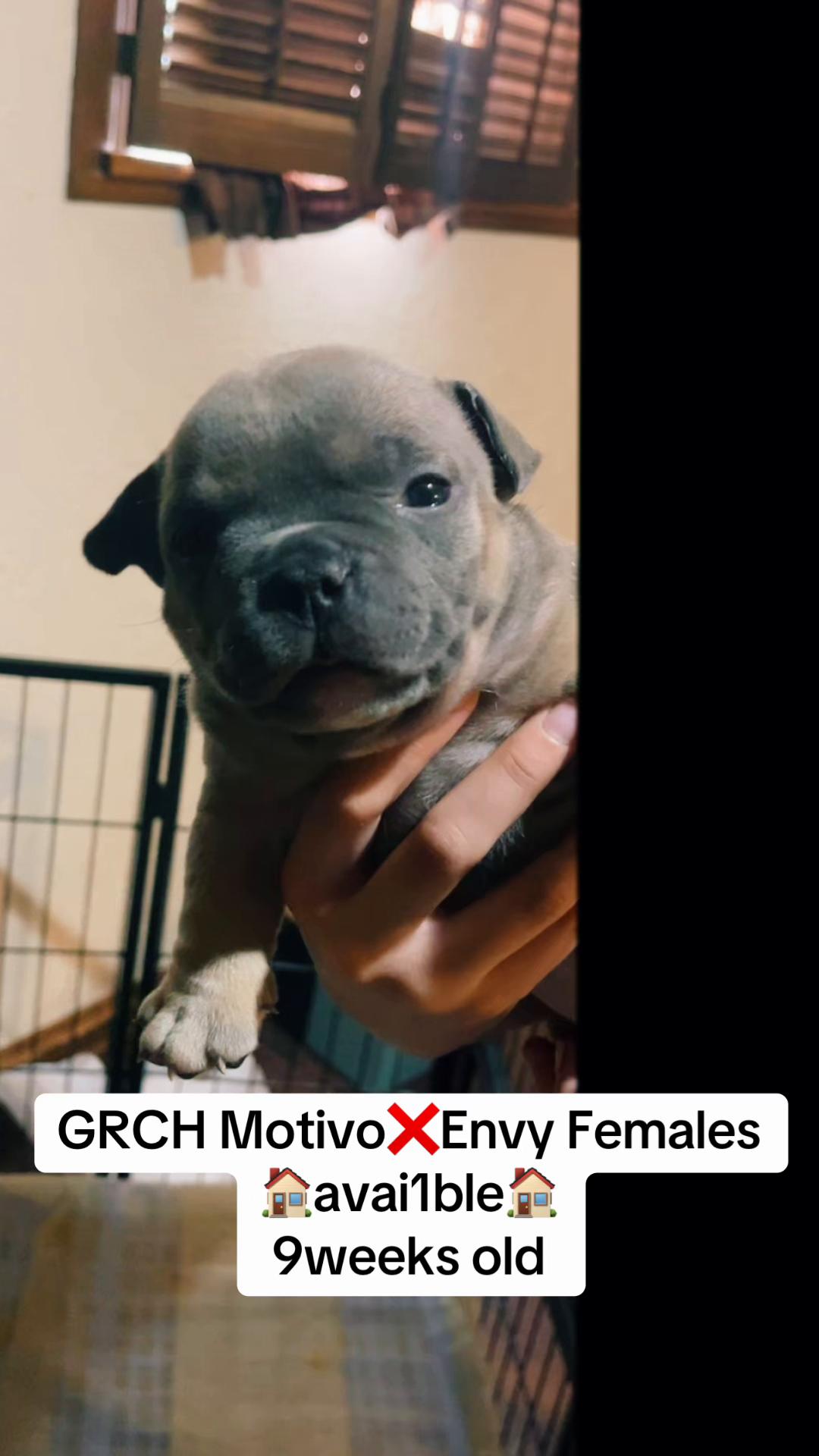 @steelforgedbullies