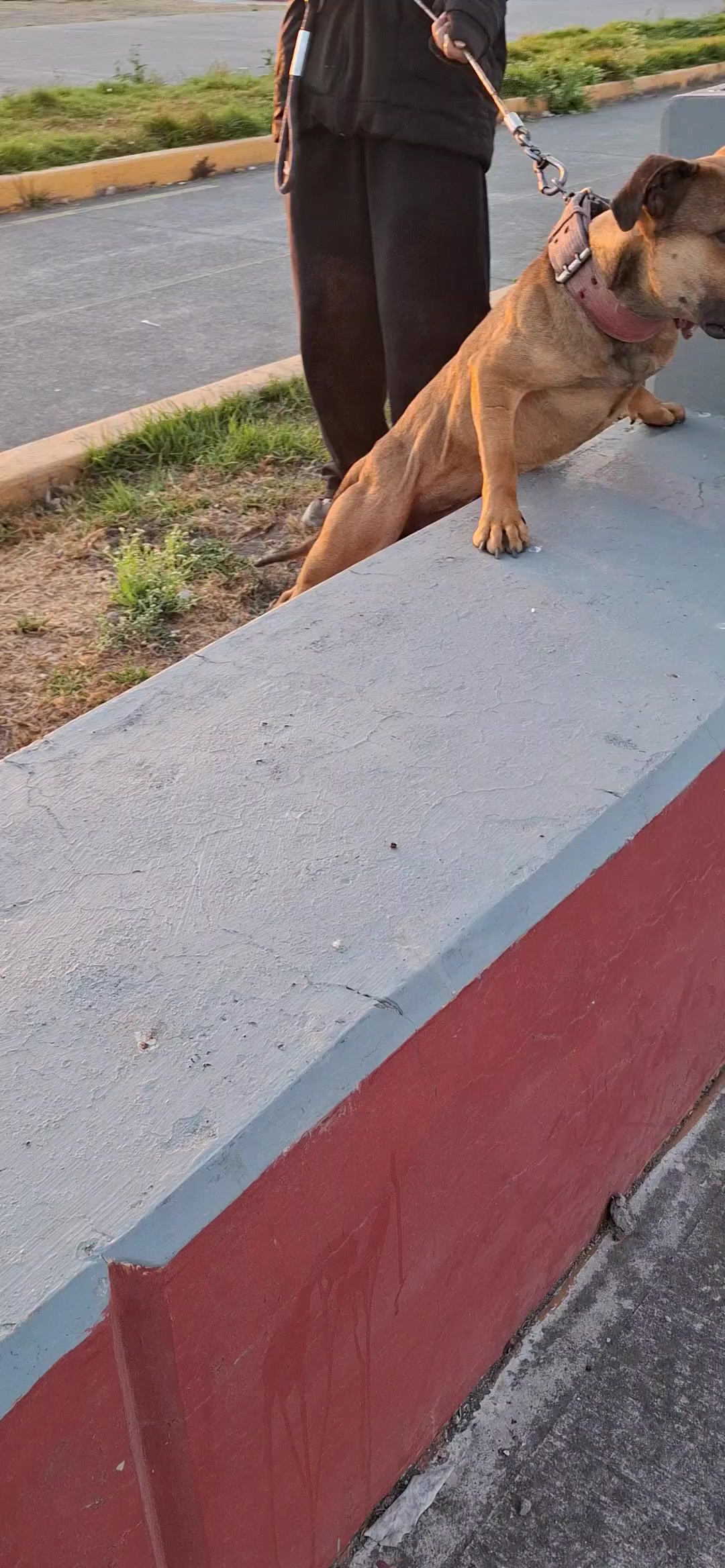 @TrueGamedogsMx214420