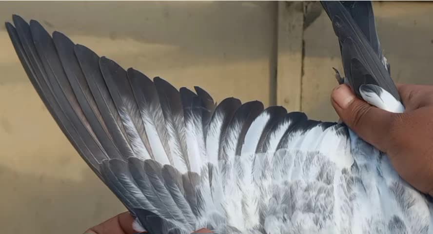 @Ranakasuripigeon