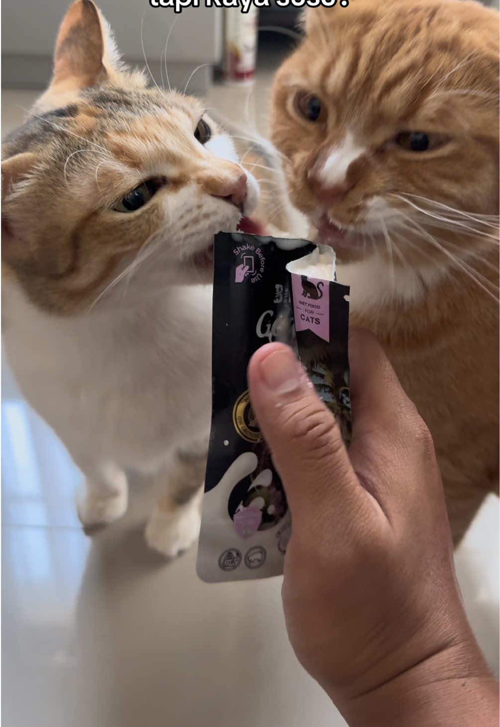 @Rapalguna | bapakkucing 🐱