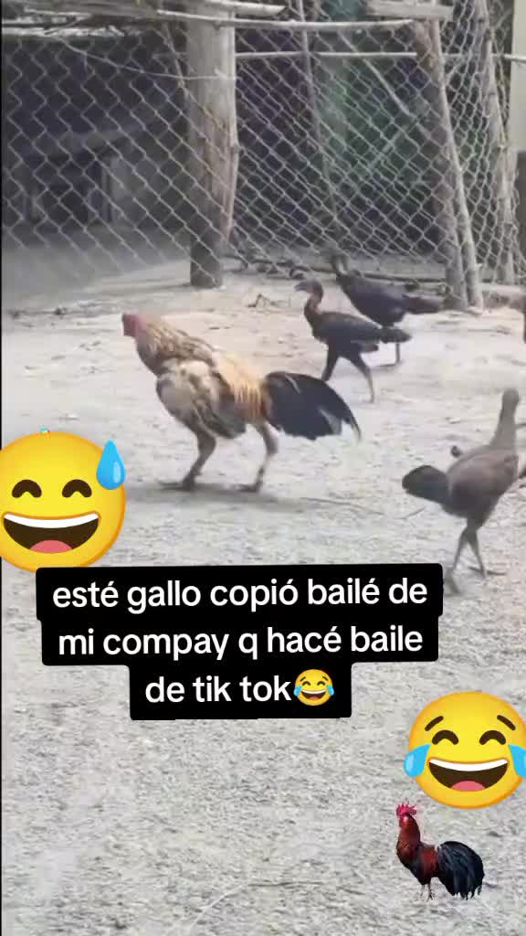 @♥️MACHO ALFA CLARA💙
